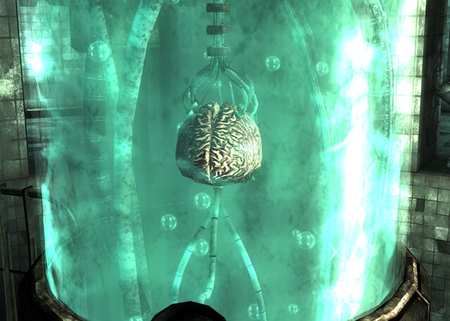 File:Calvert brain.jpg