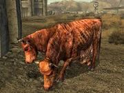 Brahmin.jpg