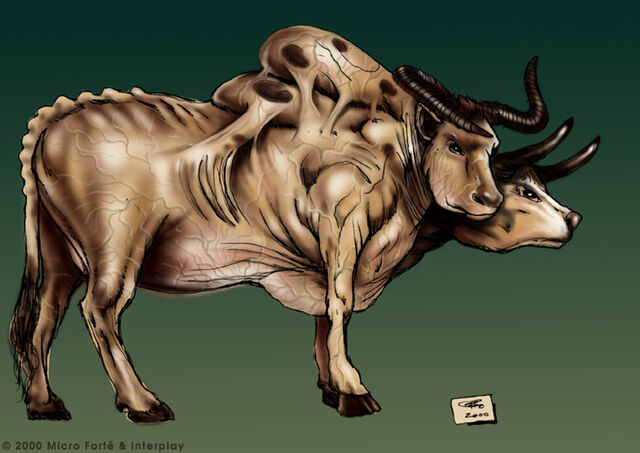 File:Brahmin.jpg