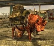 Brahmin carrega.jpg