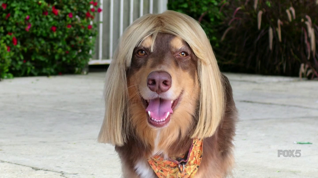 File:Dogwig.png