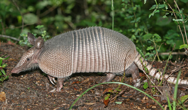 File:ARMADILLOS.jpg