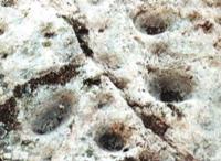 200px-Moelfica.jpg
