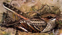 Nyctidromus albicollis.jpg