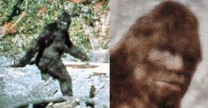 Sasquatch