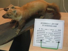 Куница с двумя туловищами.jpg