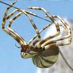 Silverspider-600px