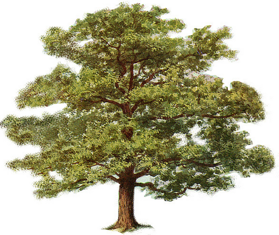 File:Tree Of Life.png