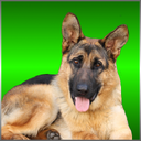SanguineBloodShed Assist German Shepherd
