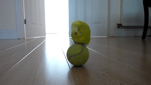 File:Birdball.gif