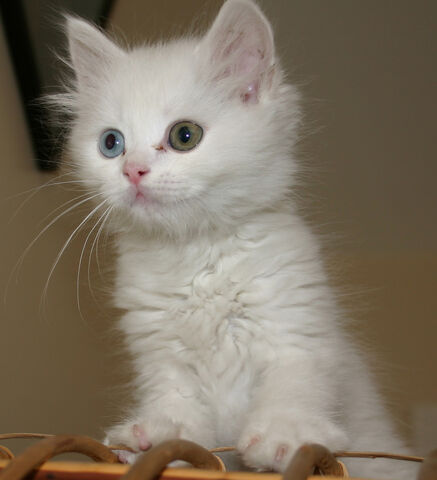 File:Cat.jpg
