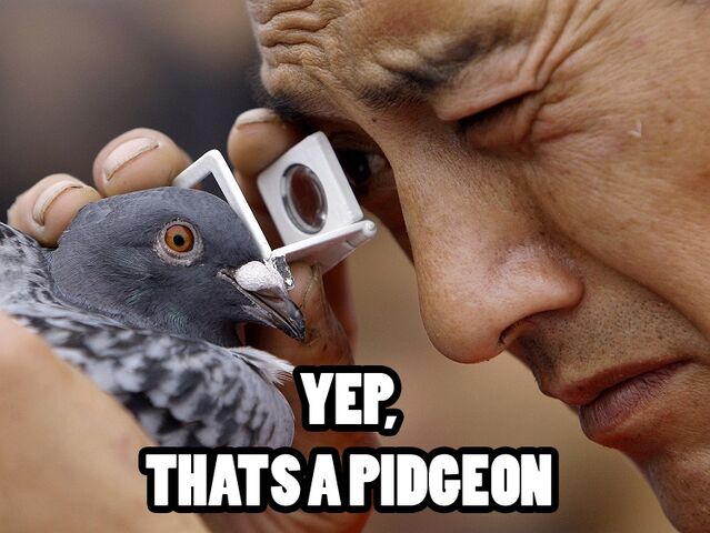 File:Yep pigeon.jpg