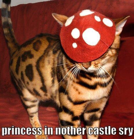File:Lolcattoad.jpg