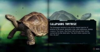 Turtle