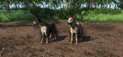 Dingo