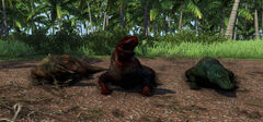 Komodo Dragon
