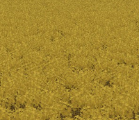 Canola