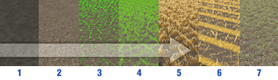 Field States