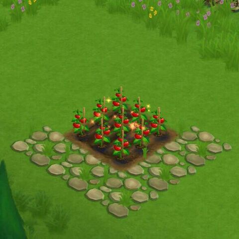 File:TomatoField.jpg