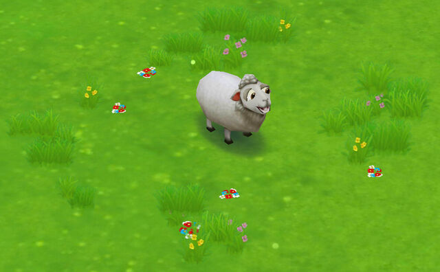 File:Sheep.jpg