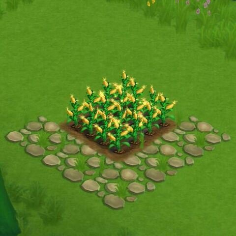 File:CornField.jpg