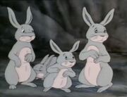 Rabbits
