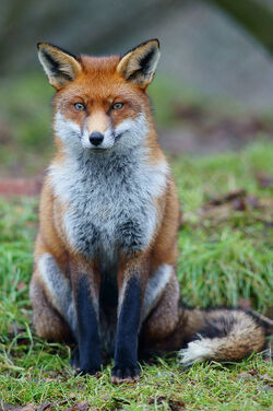 Red Fox (Vulpes vulpes),1758