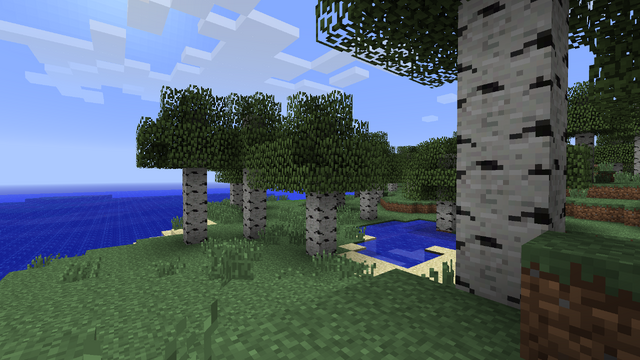 File:Birchtrees.png