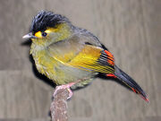 Bugun Liocichla
