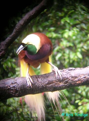 File:Greater Bird of Paradise.jpg