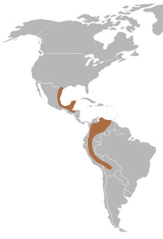 File:Green jay range.jpg