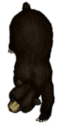 Beartoken