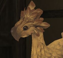 Hookbeak