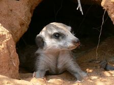 Meerkat