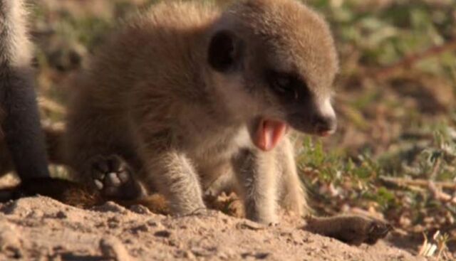 Archivo:Nugget yawing2.jpg
