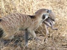 SuricatoConCria
