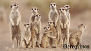 Peregrinos001