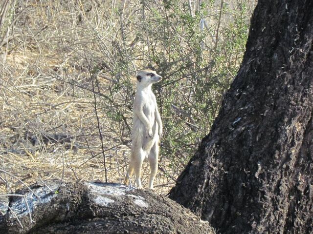 Archivo:Vince sentry.jpg
