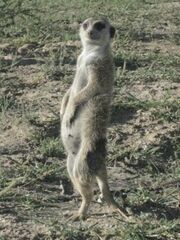 300px-Kleintjie Gattaca.jpg