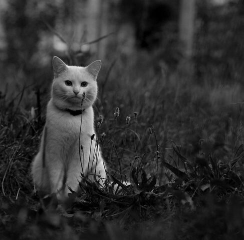 Файл:624840a1bff035fa8f4e62c103d6a9ca.jpg