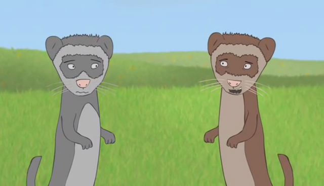 File:Ferrets.png