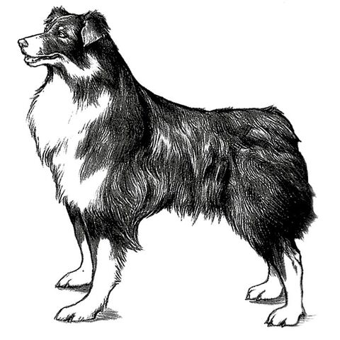 File:Angelo Sketch.jpg