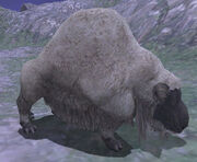 Ornery Sheep.jpg