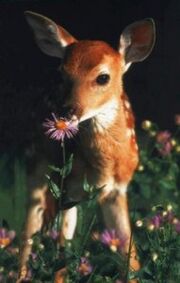 Baby deer
