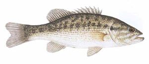 Spotbassbig