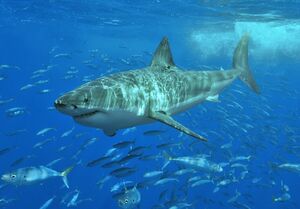White shark