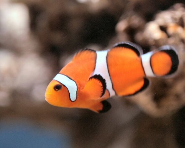 File:Nemo fish.jpg