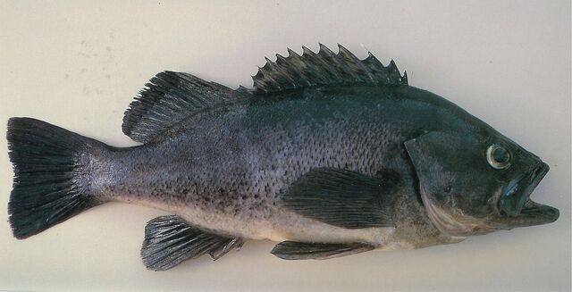 File:Black Sea Bass.jpg