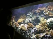 Aquarium fg01