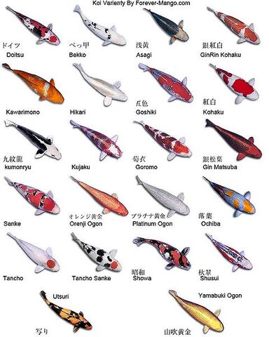 File:480px-Mango koi.jpg